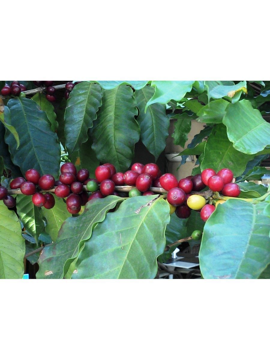 Кофе арабика Нана